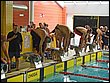 lipa08_bazen-69.jpg